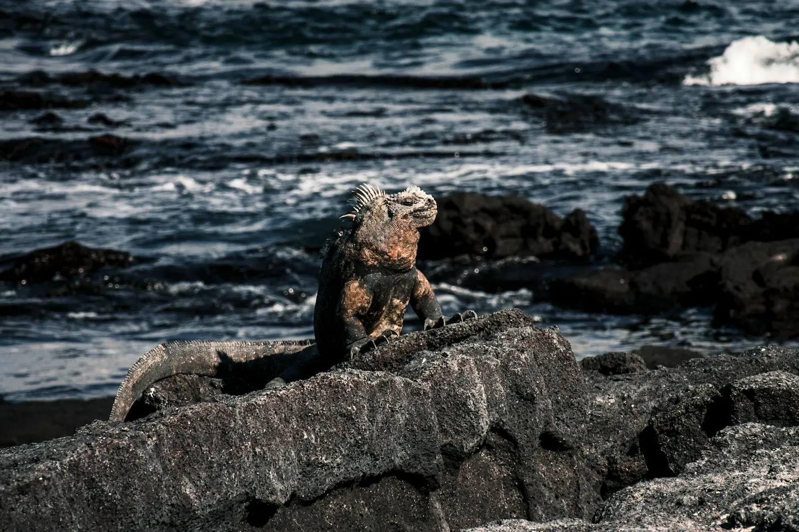 Galápagos marine iguana on volcanic rock by the Pacific — photo by Lloyd Douglas on Pexels