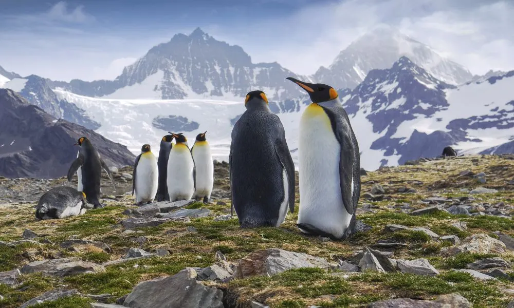 South Georgia — king penguins on the tundra with snow-capped mountains behind